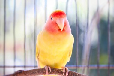 Kuş kafeste sarı cennet papağanı