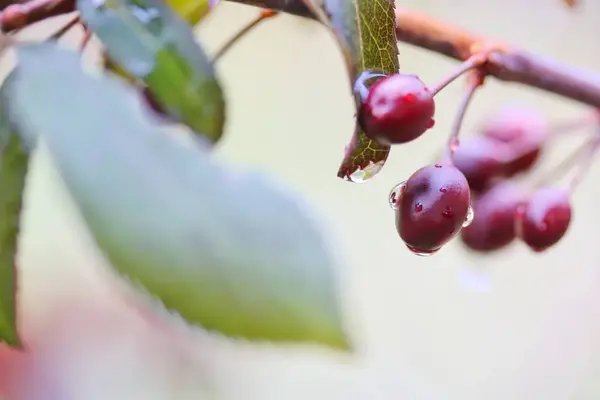 Prunele pentru copii în ploaie — Fotografie, imagine de stoc