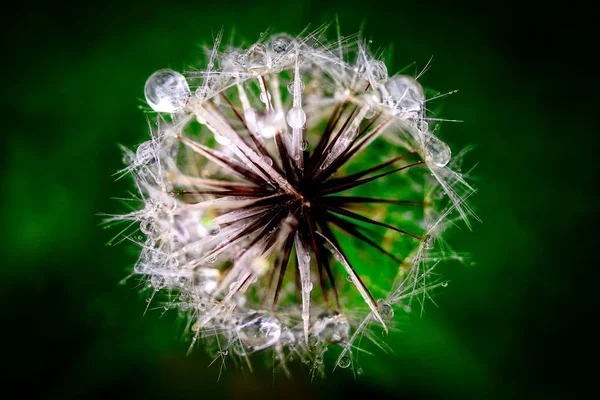 Dandelion Puffball In Rain — Stock Photo, Image