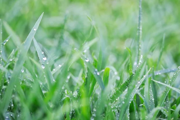Basah rumput setelah hujan — Stok Foto