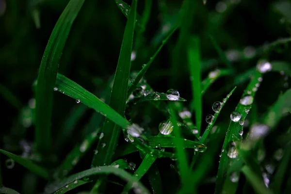 Мокрая трава после дождя — стоковое фото