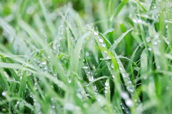 雨后湿漉漉的草地 — 图库照片