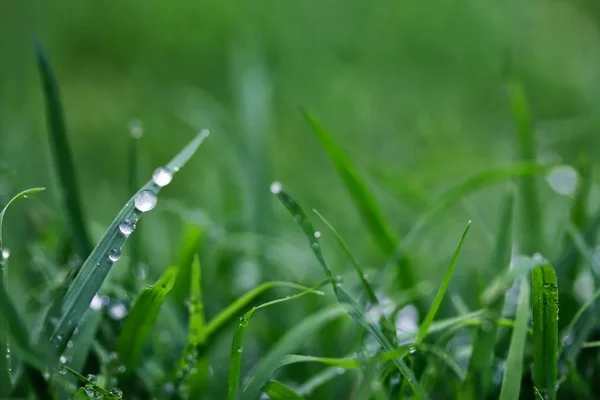 雨后湿漉漉的草地 — 图库照片
