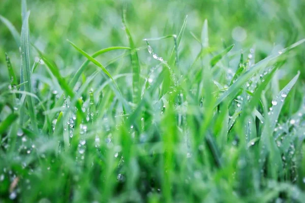 Basah rumput setelah hujan — Stok Foto