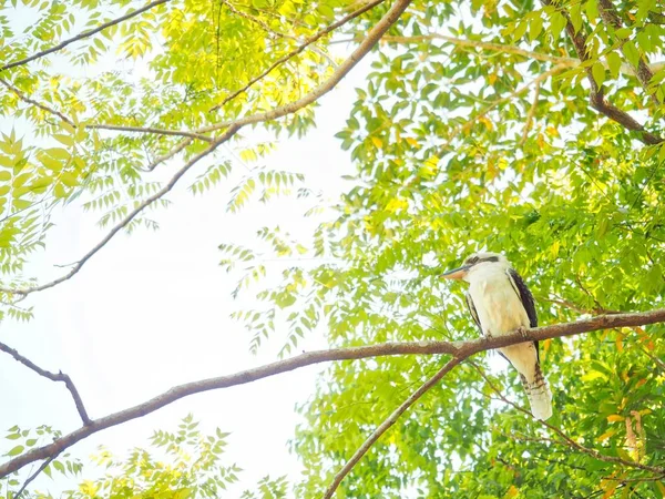 Kookaburra sitzt auf Baum — Stockfoto