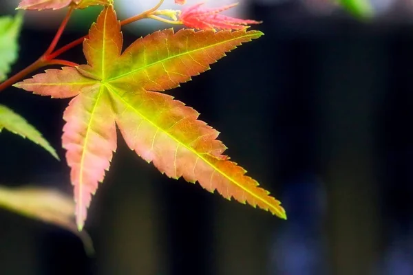 Japanse Esdoorn Boom Bladeren — Stockfoto