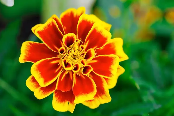 Flor Caléndula Francés Rojo Amarillo — Foto de Stock