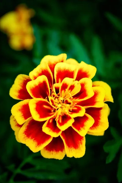 Flor Caléndula Francés Rojo Amarillo — Foto de Stock