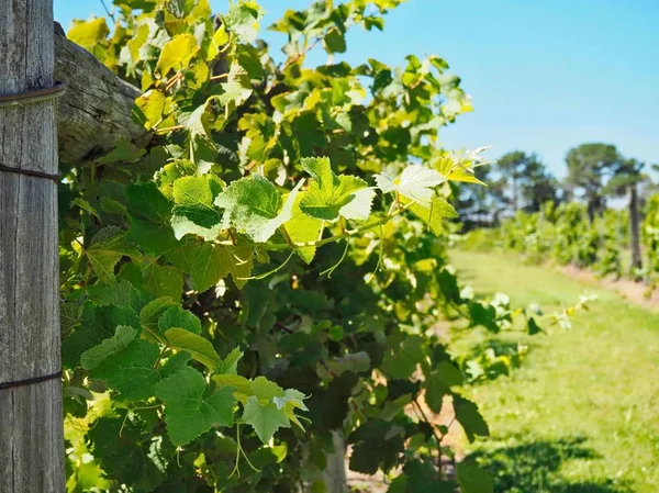 Frische Weinreben Weinberg Königsland Australien — Stockfoto