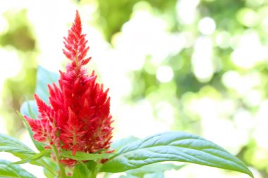 Kabarık kırmızı Celosia çiçek yeşil zemin üzerine