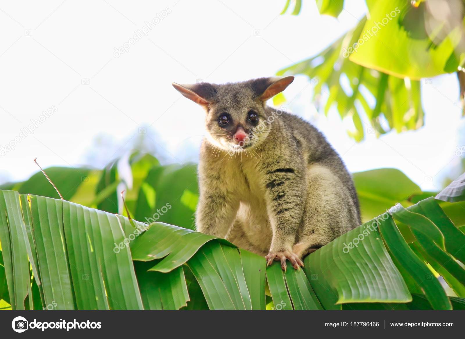Common Brushtail Possum Banana Tree Brisbane Australia Stock Photo By C Miwa In Oz
