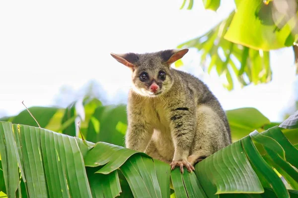 Zarigüeya Común Árbol Del Plátano Brisbane Australia — Foto de Stock