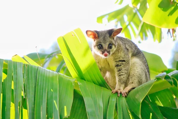 バナナの木 ブリスベン オーストラリアにフクロギツネ — ストック写真