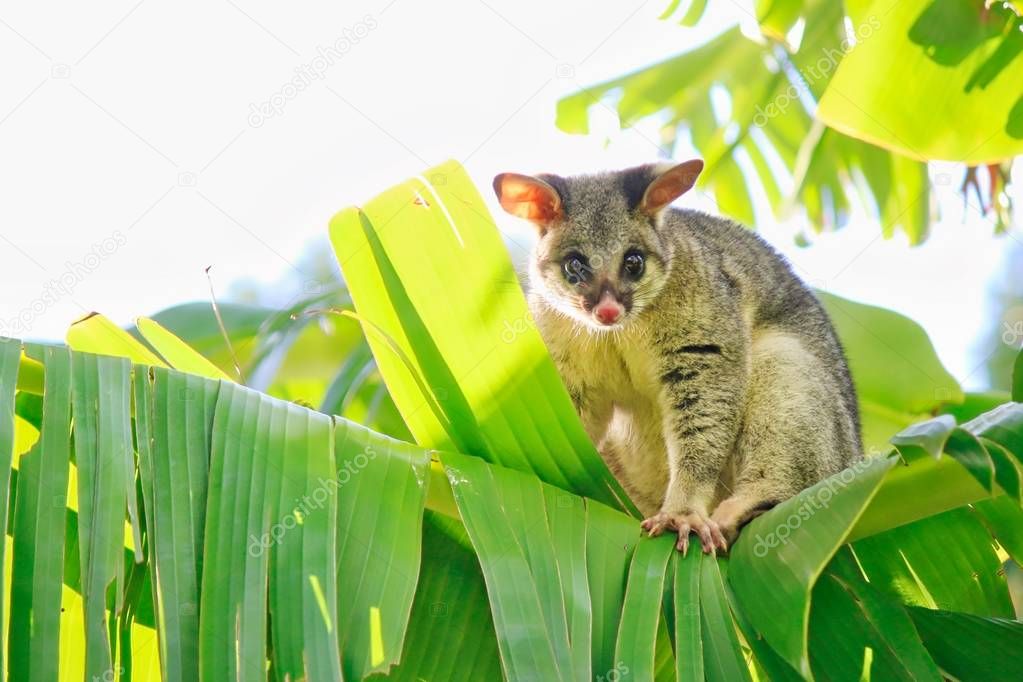 Common Brushtail Possum Banana Tree Brisbane Australia — Stock Photo