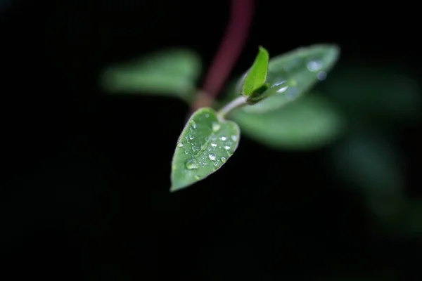 Hujan Tetes Pada Daun Honeysuckle — Stok Foto