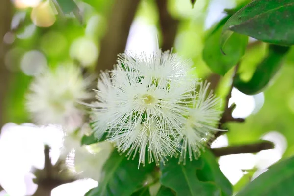 Australian Native Bush Lilly Pilly Flowers — Stock Photo, Image