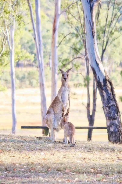 Canguro Gris Oriental Joey Queensland Australia —  Fotos de Stock
