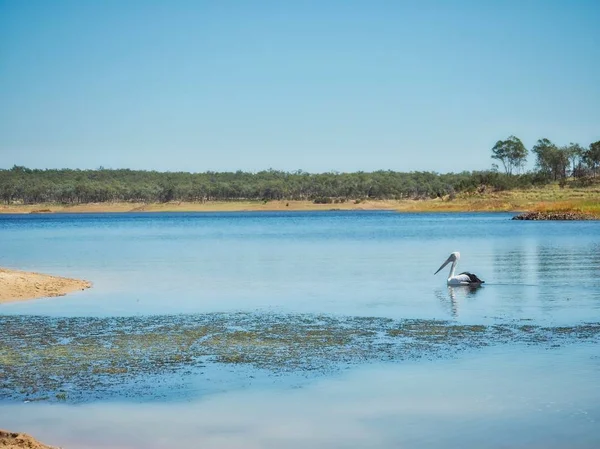 Een Wild Pelikaan Ontspannen Bij Lake Boondooma Queensland Australië — Stockfoto