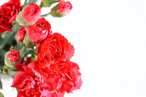 Ένα Μάτσο Όμορφα Κόκκινα Γαρίφαλο Λουλούδια Λευκό Φόντο — Φωτογραφία Αρχείου