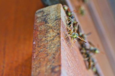 Ortak büyük kağıt eşekarısı Brisbane, Avustralya 