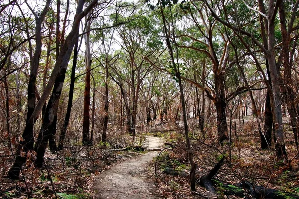 Floresta Queimada Recuperando Grande Incêndio Sul Queensland Austrália — Fotografia de Stock
