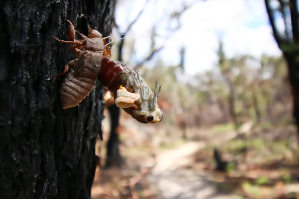 매미가 껍데기에서 나오려고 모습을 가까이 오스트레일리아 퀸즐랜드 — 스톡 사진