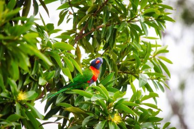 Güzel bir gökkuşağı Lorikeet Altın Penda ağacında, Queensland, Avustralya. 