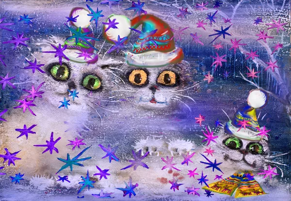 Stary gece üç kedi