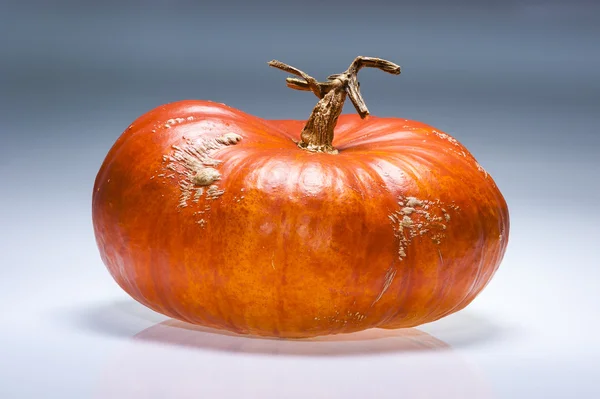 Calabaza madura naranja de Halloween aislada sobre fondo azul —  Fotos de Stock