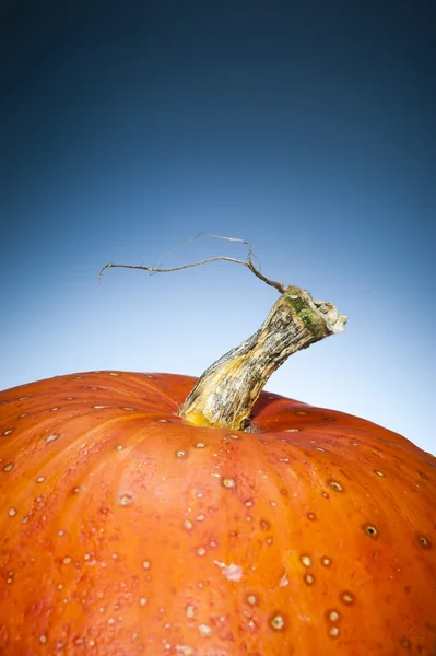 Primer plano sobre calabaza naranja con fondo azul oscuro —  Fotos de Stock