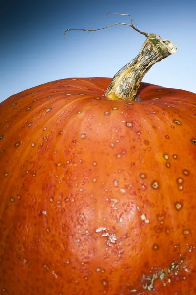 Detailní záběr na organické zralé oranžové dýně s modrým pozadím — Stock fotografie