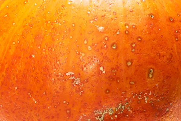 Closeup full frame on gorgeous orange ripe pumpkin — Stock Photo, Image