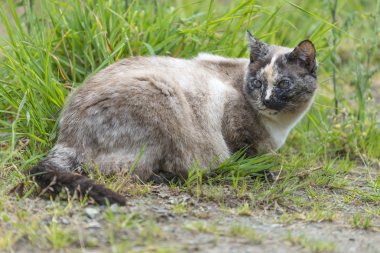 Tortie renk kedi uzanmak ve kafasını dönüm noktası