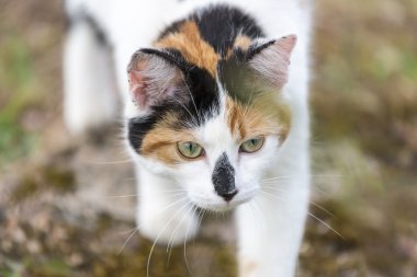 Yavaş yavaş yürüyen kedi closeup