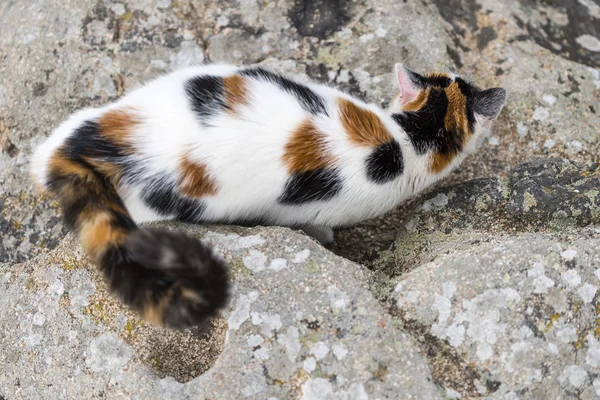 Котяча міміка на скелі — стокове фото