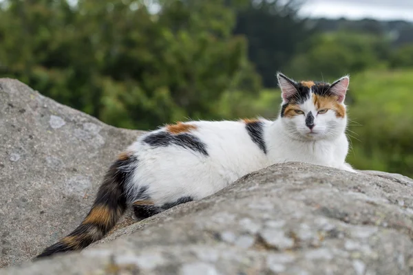Домашня кішка відпочиває на скелі — стокове фото