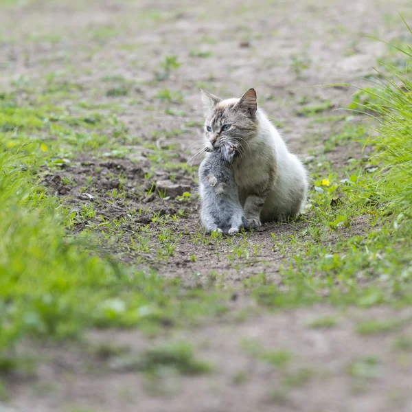 Eine gestromte Katze mit einem jungen Kaninchen auf dem Maul — Stockfoto