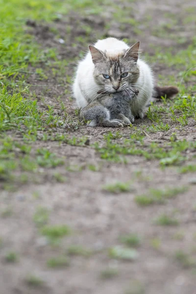 Chat tabby avec un jeune lapin sur la bouche — Photo