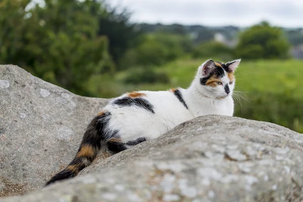 Domestic cat resting on a rock