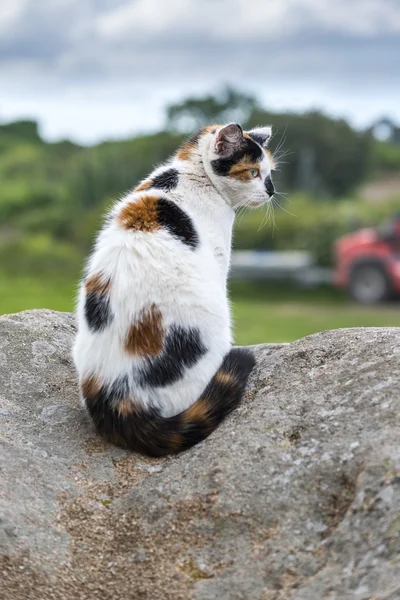 Домашній кіт сидить і бореться на скелі — стокове фото