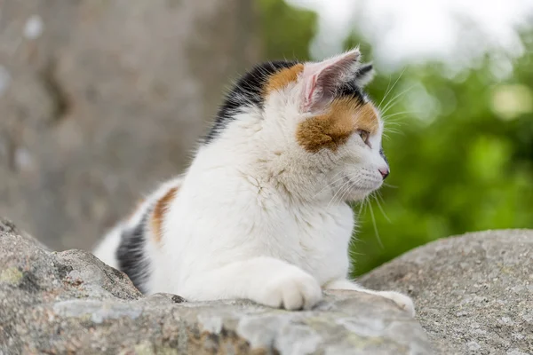Крупним планом домашня кішка бореться на скелі — стокове фото