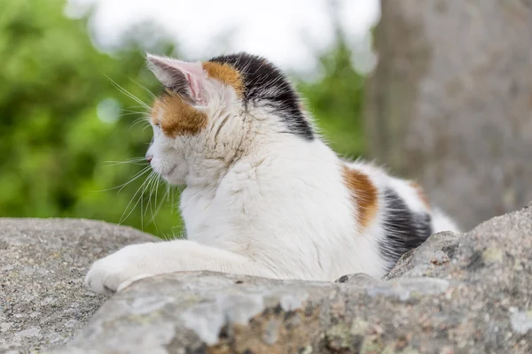 岩の上に休んでいる猫のクローズ アップ — ストック写真
