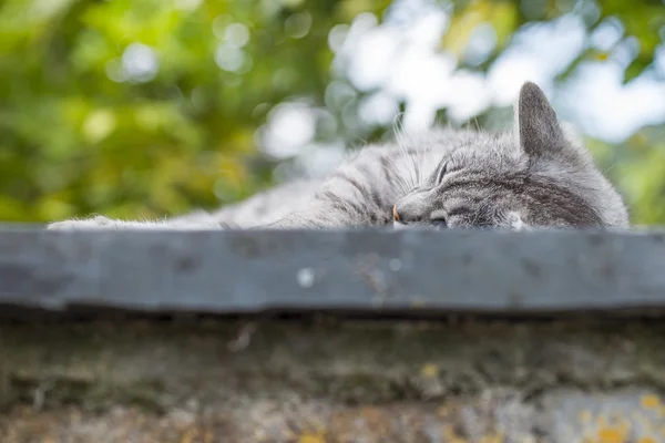 Close-up de gato doméstico tabby descansando em uma parede baixa — Fotografia de Stock