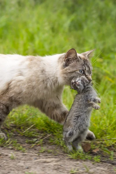 Chat domestique tabby. Le retour de la chasse au petit lapin — Photo