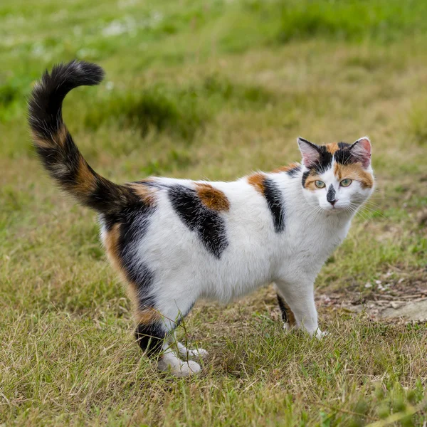 Lindo gato de pie en la hierba con su cola elevada Imagen De Stock