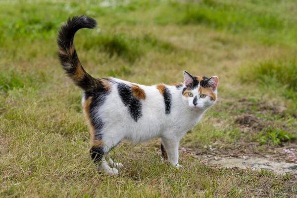 Cute cat standing on grass with its raised tail Stock Photo