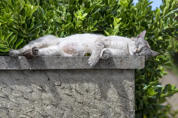 An adult tabby cat sleeping with sunbathing on a low wall — Stock Photo, Image