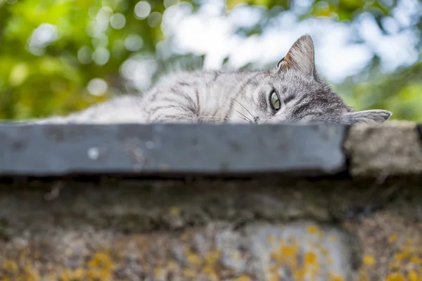 Closeup of domestic tabby cat resting on a low wall. — Stock Photo, Image