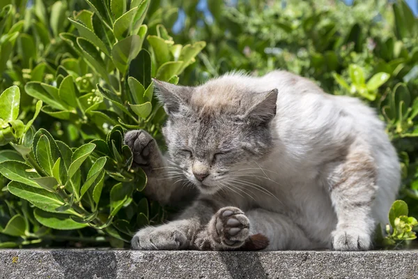 Domestic cat sunbathing curled up on a low wall.