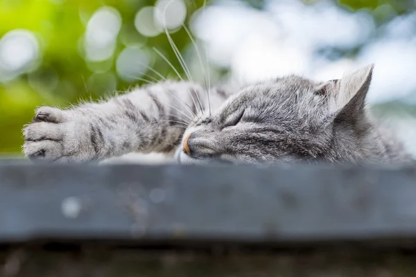 Close-up de gato doméstico tabby descansando em uma parede baixa . — Fotografia de Stock